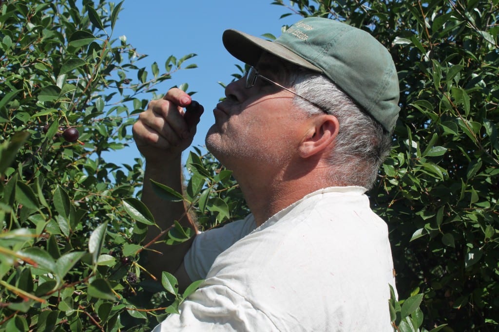 Dad eating a cherry