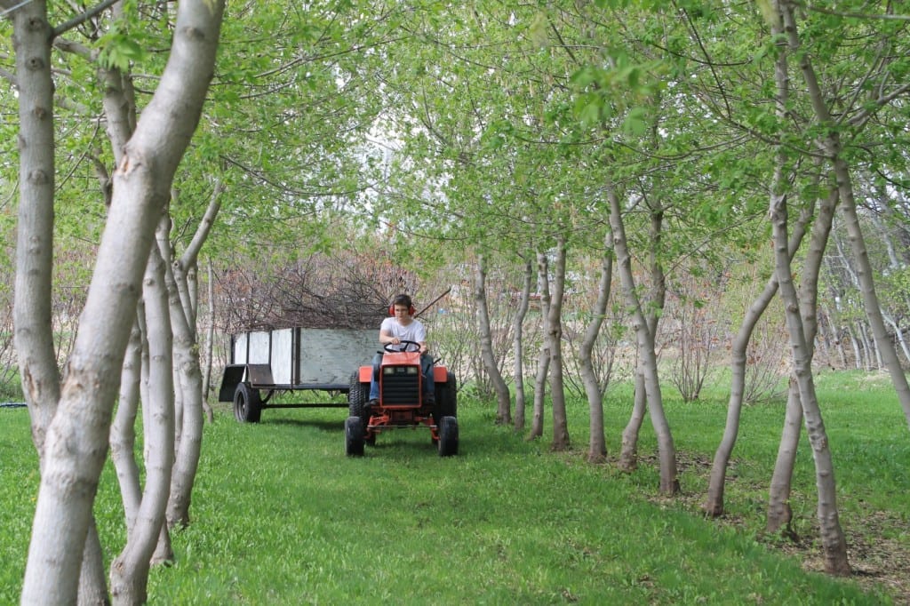 Micah hauling branches