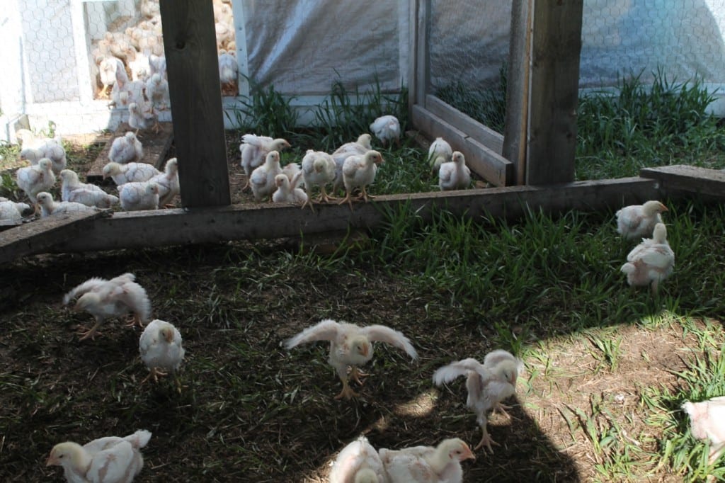 The Chickens are growing feathers!