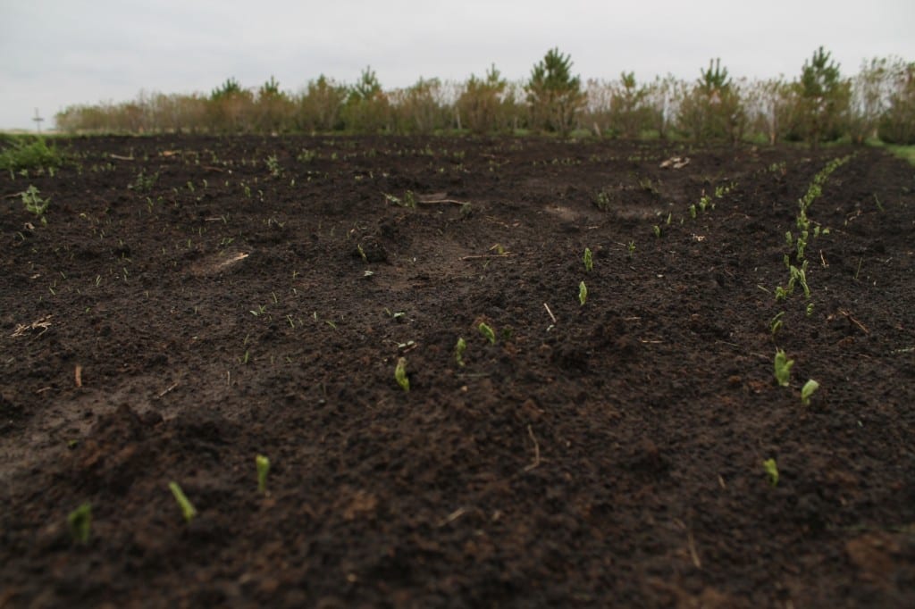 The peas are up