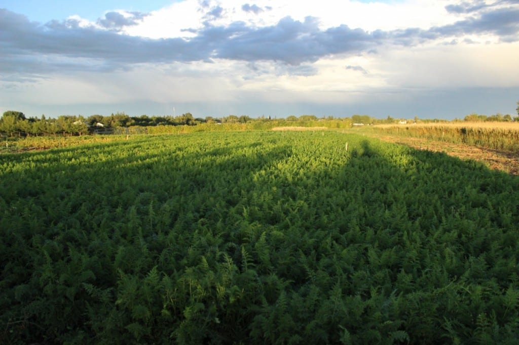 The Carrot Patch