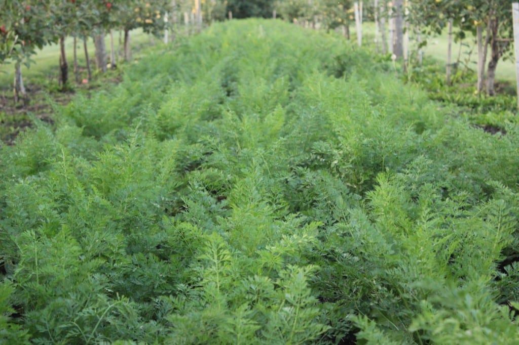 Part of the orchard carrot patch!