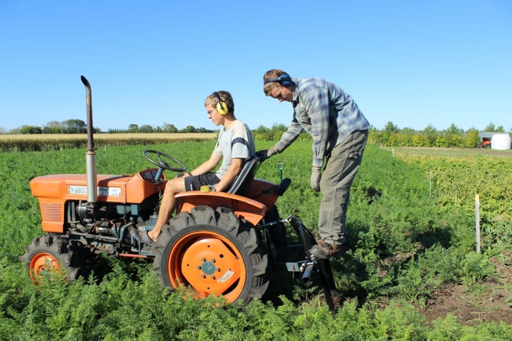 The carrot digger in action