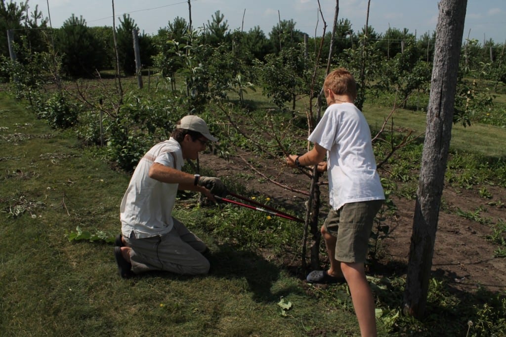 Pruning the apple orchard