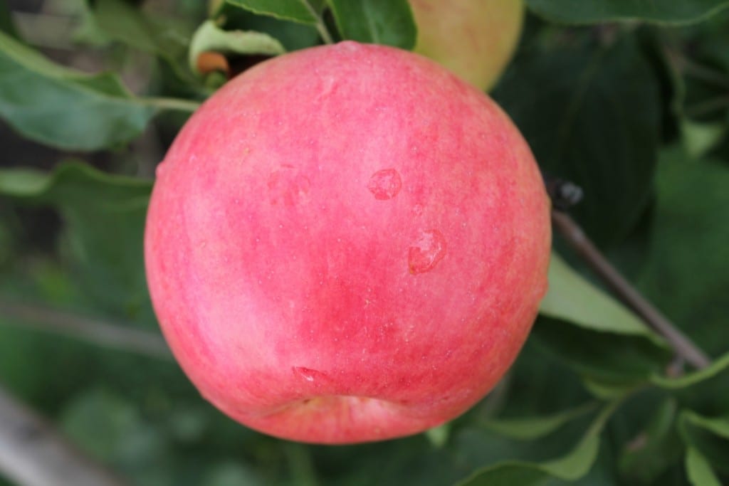 Certified Organic Apples