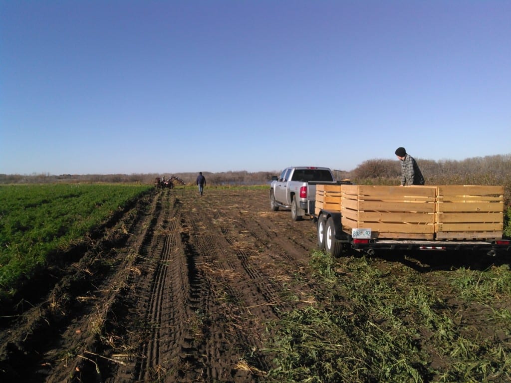 Getting ready for harvesting.