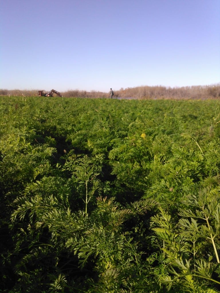 Rows of carrots