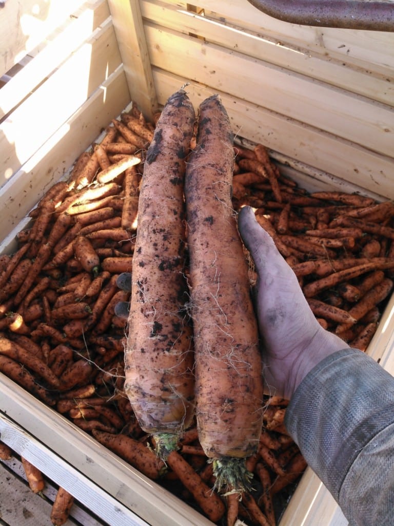 Big carrots!